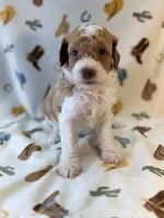 Girl1 , a female Poodle - Miniature  for sale in Houston, TX – 7 of 10