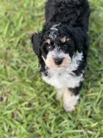 Aria , a female Aussiedoodle for sale in Houston, TX – 2 of 9
