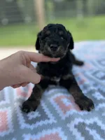 Maverick, a male Aussiedoodle for sale in Houston, TX – 5 of 7