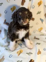 Yellow girl, a female Miniature Aussiedoodle for sale in Houston, TX – 5 of 8