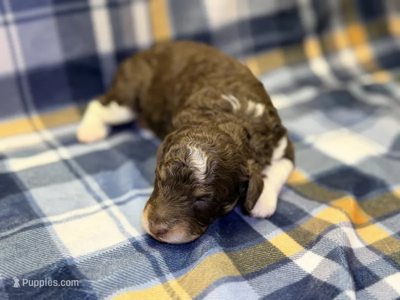 Girl1 – Poodle - Miniature  puppy for sale in Houston, TX