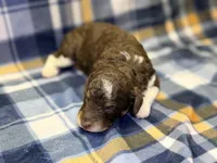 Girl1, a female Poodle - Miniature  for sale in Houston, TX – 1 of 2