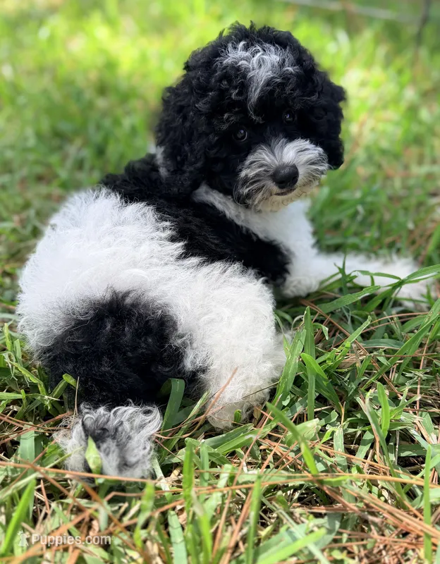 Girl5 – Poodle - Miniature  puppy for sale in Houston, TX
