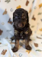 Boy1 , a male Poodle - Miniature  for sale in Houston, TX – 6 of 8