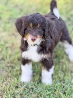 Tan girl, a female Miniature Aussiedoodle for sale in Houston, TX – 3 of 8