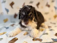 Girl1, a female Poodle - Miniature  for sale in Houston, TX – 3 of 7