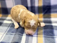 Girl1 , a female Poodle - Miniature  for sale in Houston, TX – 1 of 2