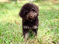 Girl 2, a female Poodle - Miniature  for sale in Houston, TX – 2 of 10
