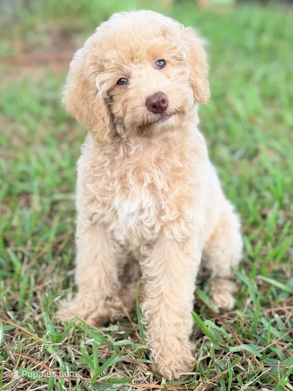 Girl4 – Poodle - Miniature  puppy for sale in Houston, TX