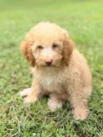 Boy2, a male Poodle - Miniature  for sale in Houston, TX – 1 of 8