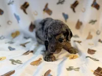 Girl7, a female Poodle - Miniature  for sale in Houston, TX – 3 of 4
