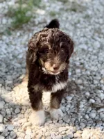 Dark tan , a male Miniature Aussiedoodle for sale in Houston, TX – 2 of 6