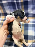 Girl2, a female Poodle - Miniature  for sale in Houston, TX – 3 of 3