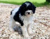 Girl5, a female Poodle - Miniature  for sale in Houston, TX – 2 of 9