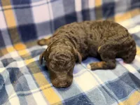 Boy1 , a male Poodle - Miniature  for sale in Houston, TX – 2 of 2