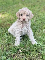 Girl4, a female Poodle - Miniature  for sale in Houston, TX – 3 of 6