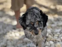 Everest, a female Aussiedoodle for sale in Houston, TX – 3 of 7
