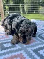 Everest, a female Aussiedoodle for sale in Houston, TX – 5 of 7