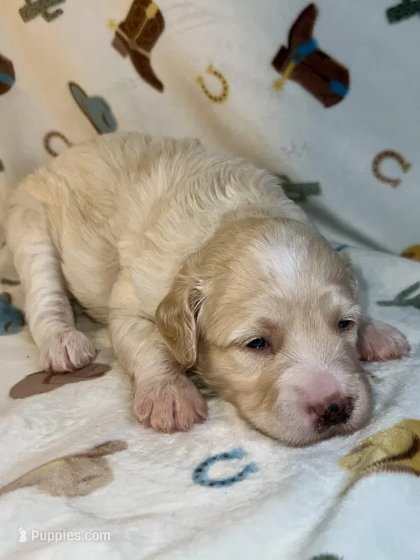 Bo – Miniature Aussiedoodle puppy for sale in Houston, TX