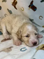 Bo, a male Miniature Aussiedoodle for sale in Houston, TX – 1 of 3