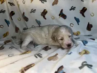 Bo, a male Miniature Aussiedoodle for sale in Houston, TX – 2 of 3