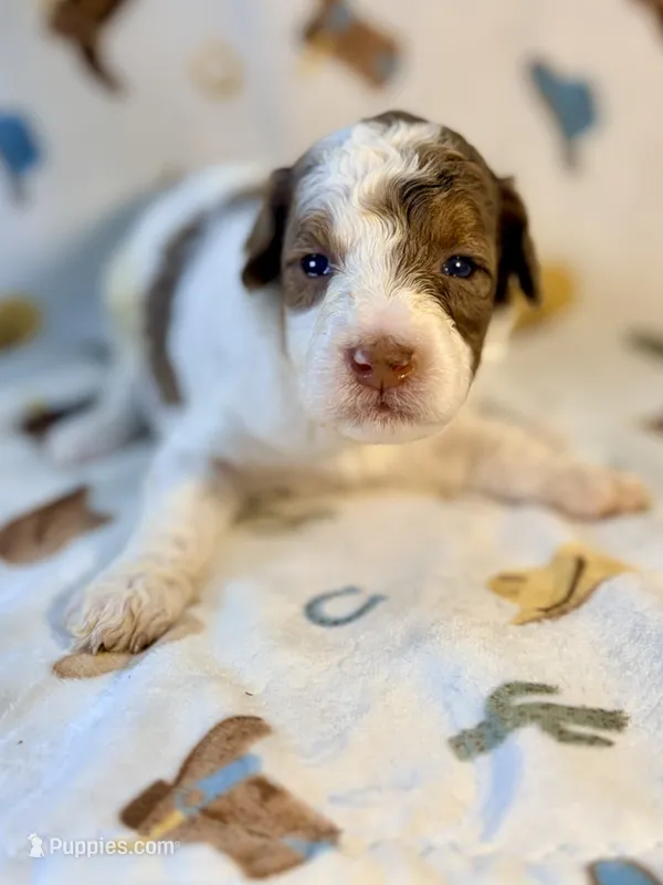 Girl 1 – Poodle - Miniature  puppy for sale in Houston, TX