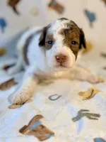 Girl 1, a female Poodle - Miniature  for sale in Houston, TX – 1 of 4