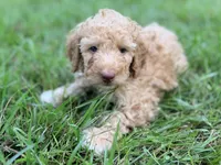 Boy2, a male Poodle - Miniature  for sale in Houston, TX – 2 of 6