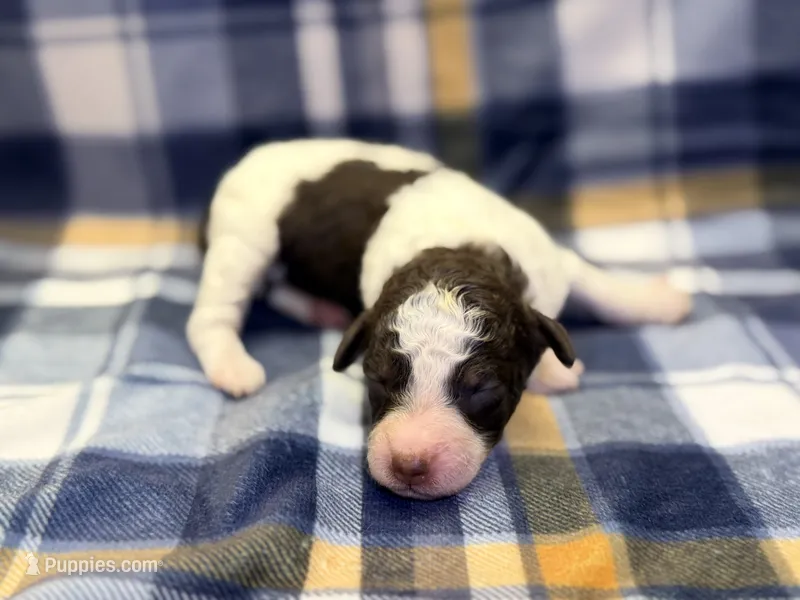 Girl3 – Poodle - Miniature  puppy for sale in Houston, TX