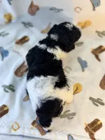 Girl5, a female Poodle - Miniature  for sale in Houston, TX – 2 of 3