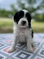 Rip, a male Miniature Aussiedoodle for sale in Houston, TX – 5 of 6