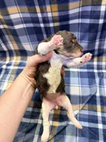 Girl1, a female Poodle - Miniature  for sale in Houston, TX – 2 of 2