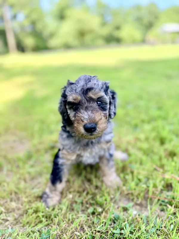 Girl7 – Poodle - Miniature  puppy for sale in Houston, TX