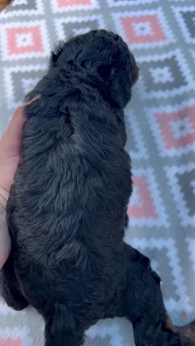 Maverick, a male Aussiedoodle for sale in Houston, TX – 7 of 7