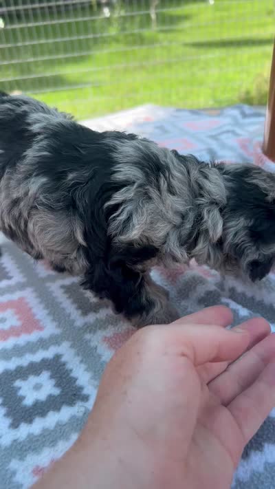 Everest, a female Aussiedoodle for sale in Houston, TX – 7 of 7