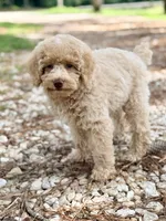 Girl4, a female Poodle - Miniature  for sale in Houston, TX – 2 of 9