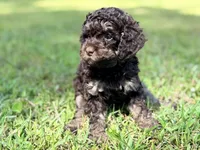 Girl 2, a female Poodle - Miniature  for sale in Houston, TX – 3 of 7