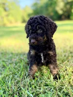Boy1 , a male Poodle - Miniature  for sale in Houston, TX – 2 of 8