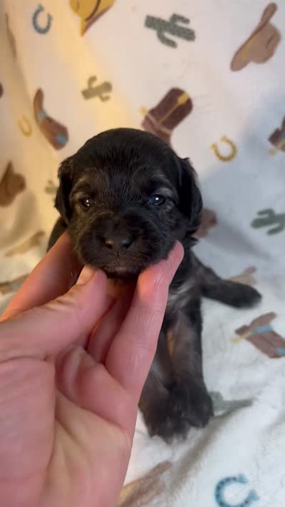 Betsy, a female Miniature Aussiedoodle for sale in Houston, TX – 3 of 3