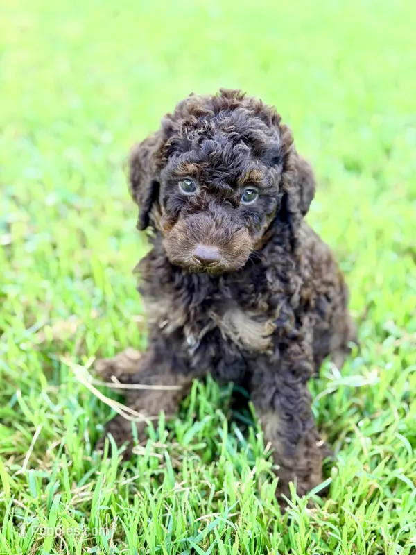 Girl2 – Poodle - Miniature  puppy for sale in Houston, TX