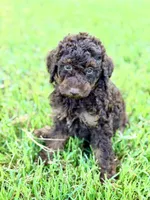 Girl2, a female Poodle - Miniature  for sale in Houston, TX – 1 of 8
