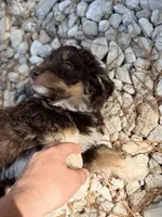 Dark tan , a male Miniature Aussiedoodle for sale in Houston, TX – 3 of 6