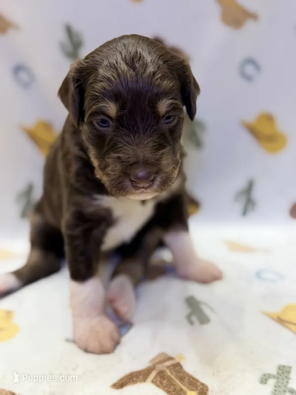 Boy2 – Miniature Aussiedoodle puppy for sale in Houston, TX