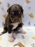 Boy2, a male Miniature Aussiedoodle for sale in Houston, TX – 1 of 1