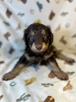 processed/a2f74817-8085-4a06-acd1-5262fb0c83a5/listing/d67ace19-ce56-430c-8384-06de56c202d6/dfeceef8-588a-4c68-b0e4-394f0396a273