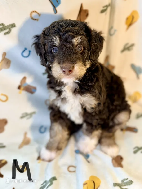 Boy1 – Miniature Aussiedoodle puppy for sale in Houston, TX