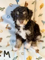 Green boy, a male Miniature Aussiedoodle for sale in Houston, TX – 5 of 7