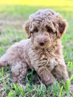 Boy1, a male Poodle - Miniature  for sale in Houston, TX – 3 of 7