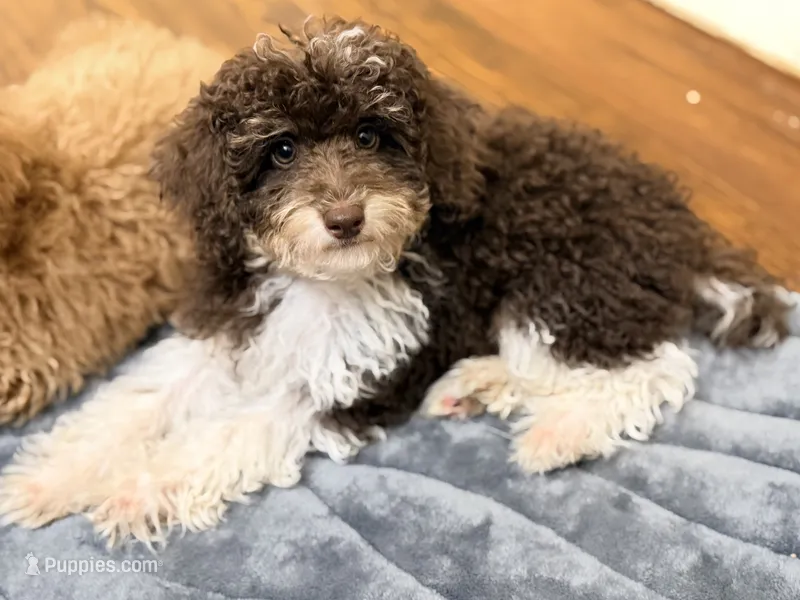 Girl1 – Poodle - Miniature  puppy for sale in Houston, TX