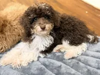 Girl1, a female Poodle - Miniature  for sale in Houston, TX – 1 of 9